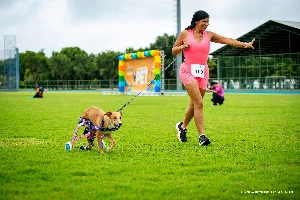 ge - 'Sobrevivente': cadela supera limitações e participa de corrida pet, em Boa Vista