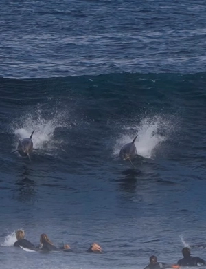 ge - Italo Ferreira surfa com golfinhos em Margaret River: 